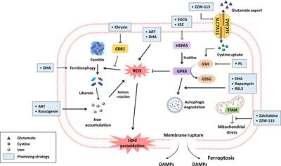 The Role of Nonapoptotic Programmed Cell Death — Ferroptosis, Necroptosis, and Pyroptosis — in Pancreatic Ductal Adenocarcinoma Treatment